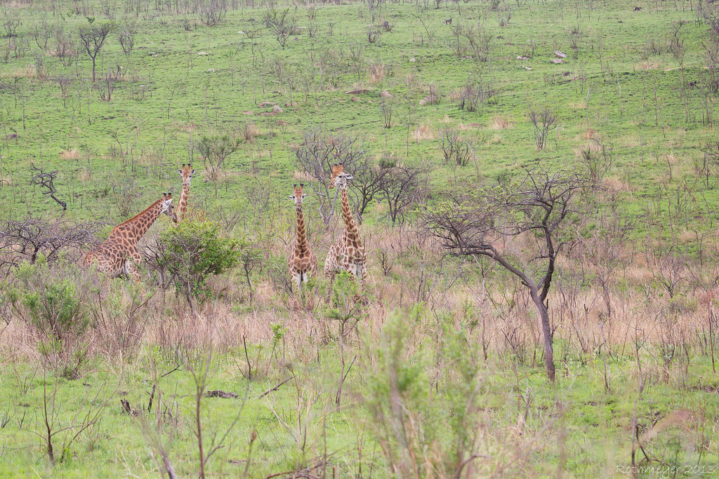 Giraffe at Hluhluwe-Imfolozi reserve