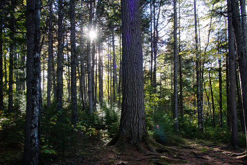 trees light sun green leaves forest woods unitedstates maine falls moxie em5 714mm westforks