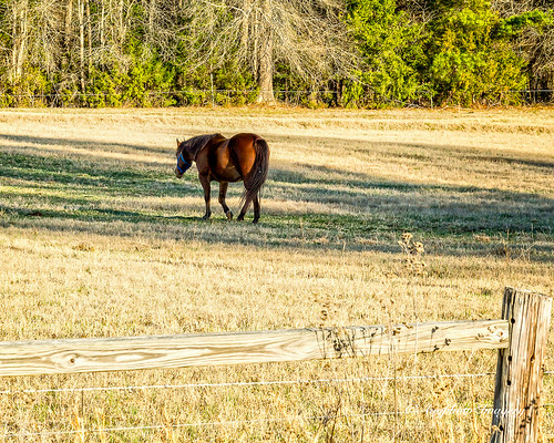 augphotoimagery animal domesticated horse wareshoals southcarolina unitedstates