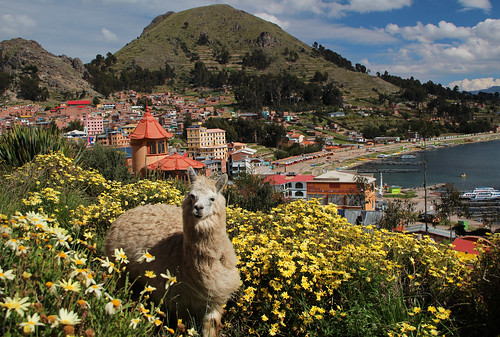 bolivia copacabana lasolas hotel garden llama lake titicaca lago