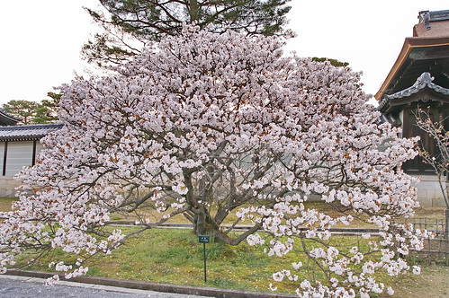 【写真】2013 桜 : 仁和寺/2020-10-17/IMGP0049