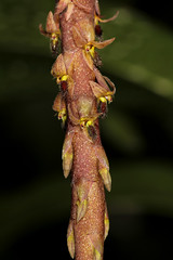 35 Bulbophyllum eleiosurum - Kipandi Butterfly Park 2011-11-06 05