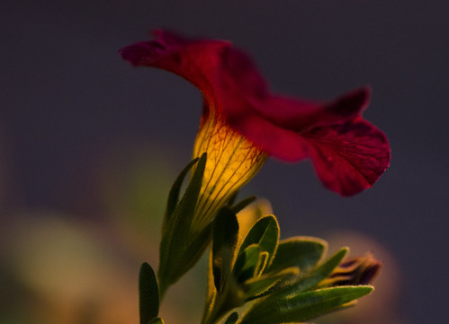 sunset flower macro illumination tamron90mm calibrachoa