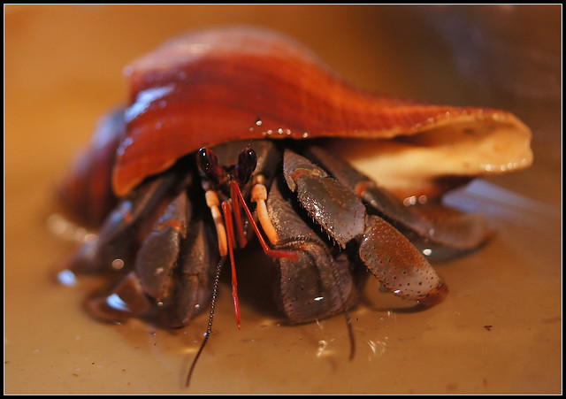 Hermit crab drinking