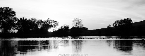 sanfrancisco california ca trees sunset blackandwhite bw white lake reflection nature water silhouette composition contrast skyscape photography reflecting evening amazing fotografie photographer photographie unique perspective scenic picture ducks adventure story bayarea norcal walnutcreek exploration bwphotography fotografi blackandwhitephotography waterscape featherriver fotografía oroville buttecounty عکاسی تصوير фотография forebay buuck nhiếpảnh d7000 potograpiya buuckphotos buuckphotography फ़ोटोग्राफी liveathomelikeatraveler