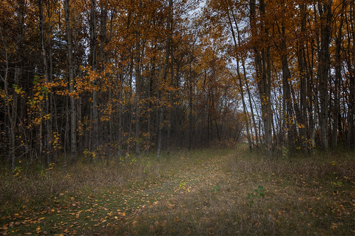 park autumn fall leaves path manitoba springfield hdr birdshillpark photomatix nikkor1024mm morrismulvey
