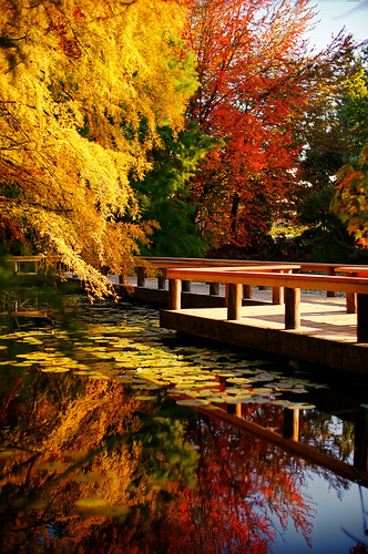 park wood travel bridge autumn trees light red canada green fall tourism water colors leaves yellow vertical vancouver 35mm reflections season lens outdoors 50mm living maple pond colours dof bc view bokeh britishcolumbia f14 sony tranquility simulation f10 tourist 紅葉 fullframe alpha popular equivalent visitor attractions nex cypresspond greatervancouver vandusenbotanicalgarden 黄葉 mirrorless sal50f14 こうよう speedbooster metabones nex6
