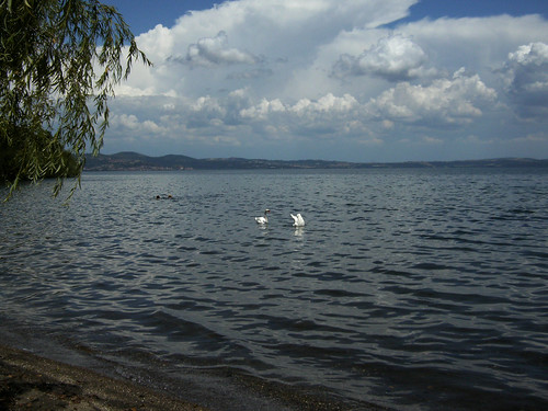 italy lake meer swans italie bracciano zwanen