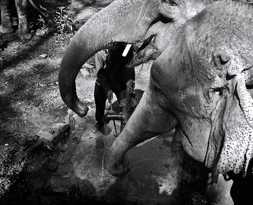park travel nepal blackandwhite bw elephant travelling monochrome animal animals forest asian nationalpark woods asia jungle elephants nepalese chitwan nepali southasia southasian animalphotography travelphotography chitwannationalpark chitwandistrict chitwanvalley
