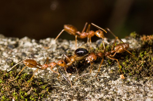 weaver ants nature macro