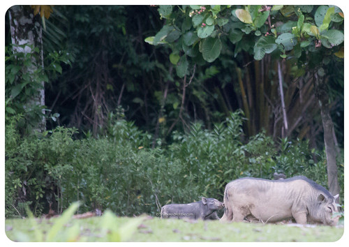 beaufort sabah malaysia my borneo river safari garema kilas wetland wildpig boar pig