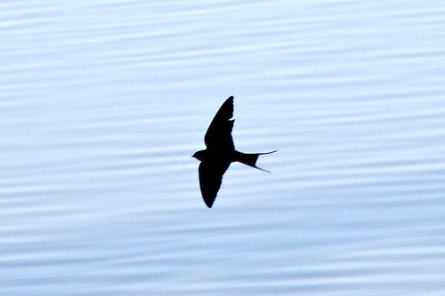 bird silhouette wildlife maryland easternshore swallow