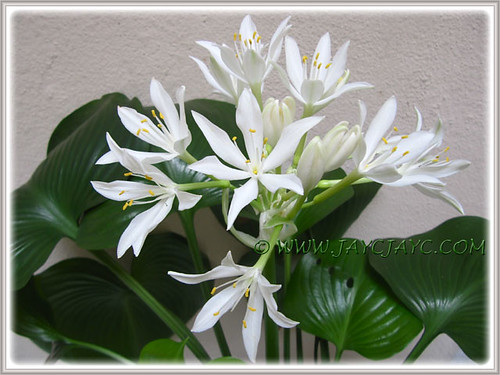 Our flowering Proiphys amboinensis (Cardwell Lily, Northern Christmas Lily) at our courtyard, May 8 2013