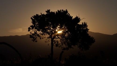 summer sun tree sol sunrise arbol amanecer solstice verano tarifa summersolstice solsticio mygearandme mygearandmepremium
