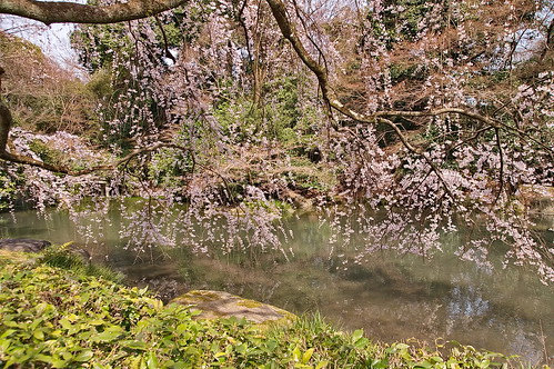 【写真】2013 桜 : 京都御苑/2021-10-18/IMGP8684