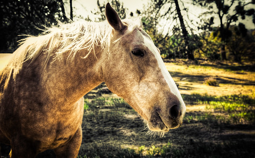 california ca sunset portrait horses horse sun white green beautiful grass animal landscape julian pretty glow head farm wildlife vista tone hdr photomatix