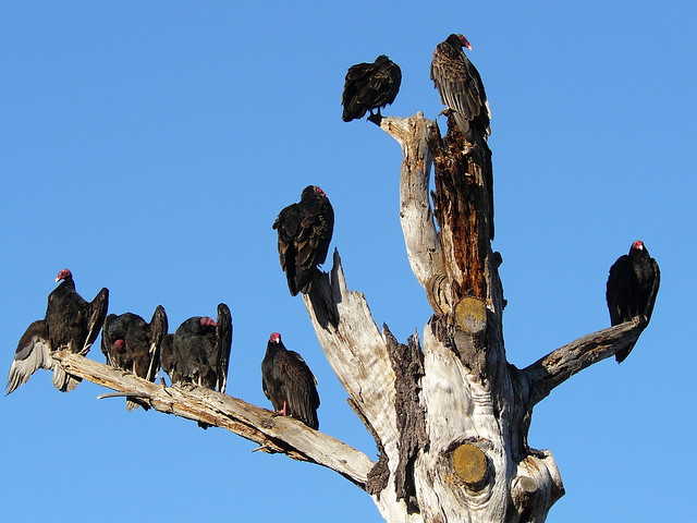 Turkey Vultures (Cathartes aura) Preflight Warmup