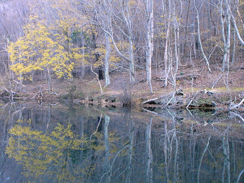 autumn trees lake reflection tree fall water leaves rural reflections reflecting virginia leaf pond central creative commons cc reflected reflect va creativecommons