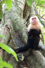 Capuchin Monkey Manuel Antonio N.P.