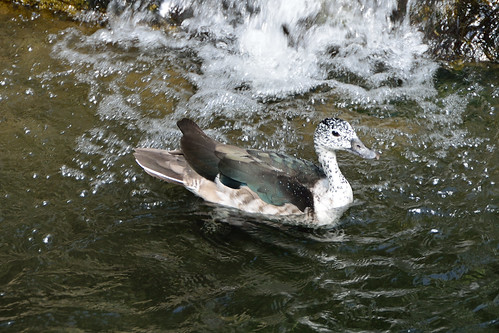 Female Comb Duck