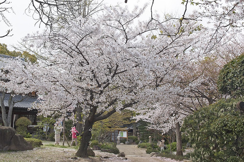 【写真】2014 桜 : 四天王寺/2021-03-19/IMGP5836