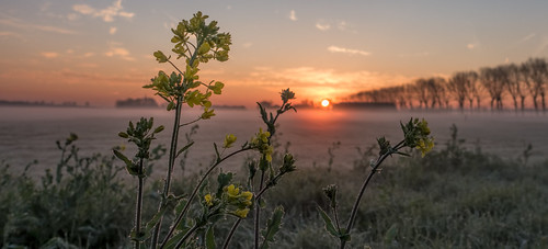 middendelfland flowers haze mist sundawn sunrise trees yellowflowers treeline
