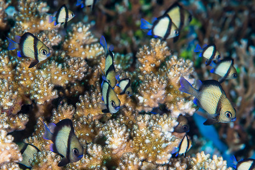 scuba diving tropical reef fish underwater macro macrophotography sea ocean holidays vacation summer sun beach relaxation coral fauna wildlife wild colorful geotagged science scientific name taxonomy travel sustainable ecotourism life aquatic beauty beautiful planet earth mother nature animal closeup biology id identification maritime souvenir living world favorite national geographic natural naturally landscape digital slr free padi fishporn rare saltwater turquoise blue conservancy dive quality escapade tourism scenery wet pixel wetpixel outside outdoors
