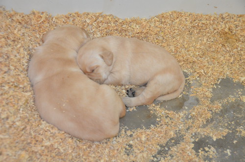 Brie's pups at 2.5 weeks