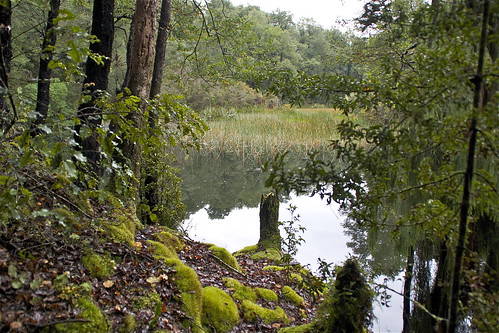 light newzealand reflection green water forest canon landscape pond dam southisland westcoast nelsoncreek