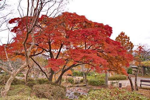 【写真】2012 紅葉 : 円山公園/2021-09-23/IMGP8002