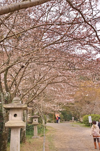 【写真】2013 桜 : 大石神社/2021-10-05/IMGP9020