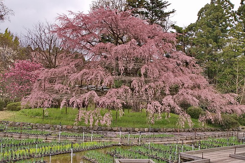 【写真】2013 桜 : 京都府立植物園/2020-12-16/IMGP9467