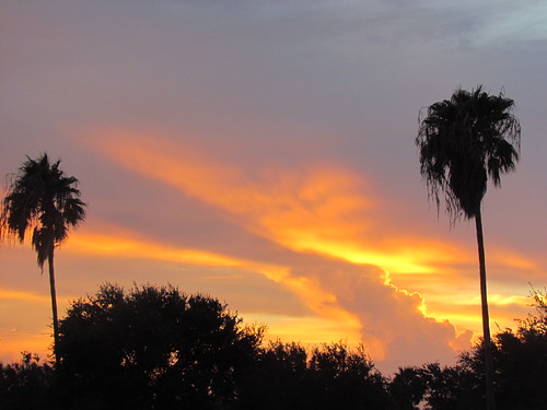 blue trees sky sun beauty clouds sunrise gold rising golden skies texas purple palm