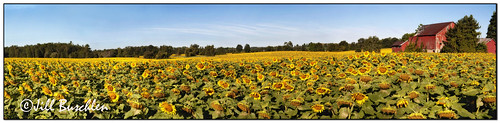 flowers ontario yellow bravo pano sunflowers redbarn flamborough flamboro 8205 8337 anawesomeshot jillsjunk