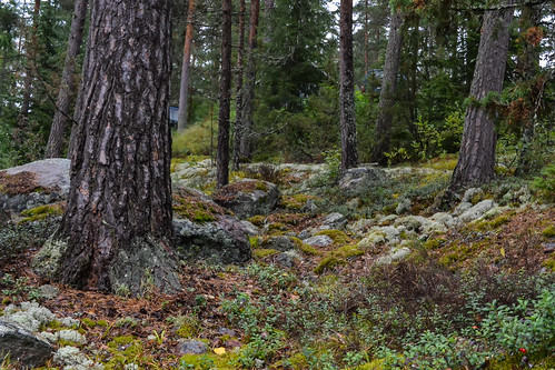 tree nature forest sweden ingestrands