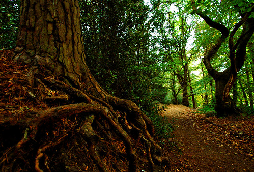 wood uk autumn trees england nature forest roots trail lickeyhills