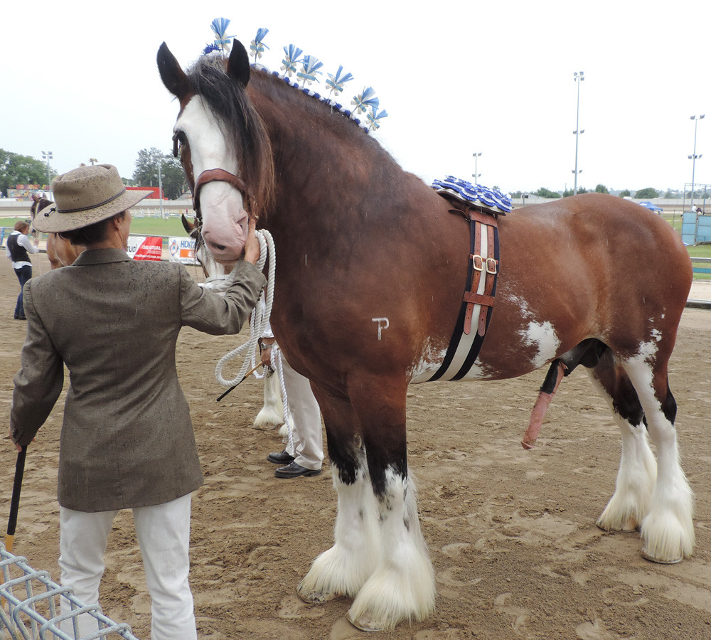 Clydesdales are so 'big" 
