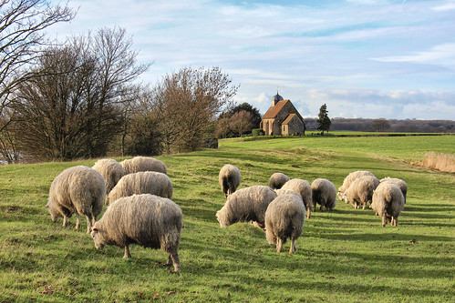 winter church sheep grazing bonnington placeofworship royalmilitarycanal larigan phamilton strumwold