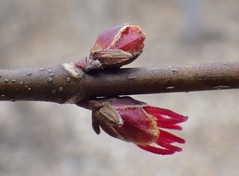 red maple flowers