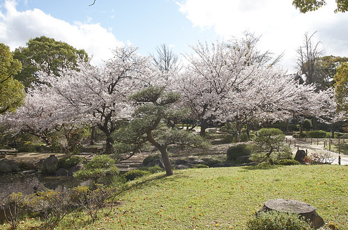 【写真】2014 桜 : 四天王寺/2021-03-19/IMGP5825