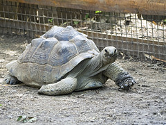 Memphis Zoo 08-31-2016 - Aldabra Giant Tortoise 7