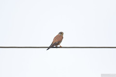 Faucon crécerelle (4) - Falco tinnunculus - Photo of Avril-sur-Loire