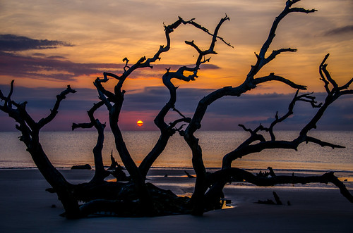 jekyllisland jekyll ga georgia sunrise tree beach driftwood driftwoodbeach
