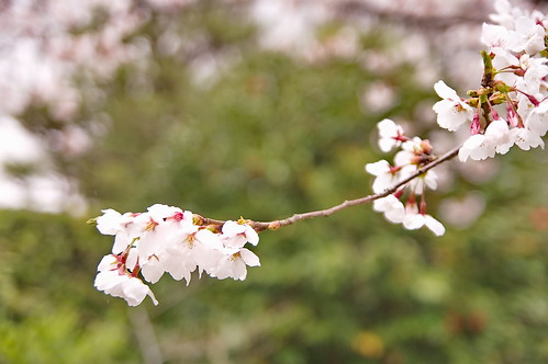 【写真】2013 桜 : 渉成園/2020-04-06/IMGP8899