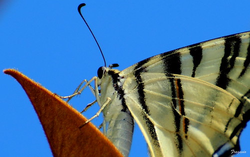 macro butterfly sicily augusta mariposa sicilia francesco farfalla gavioli iphiclidespodalirius 2013 podalirio canonspeedlite270ex fragavio canoneos600d tamrona005sp70300mmf456divcusd