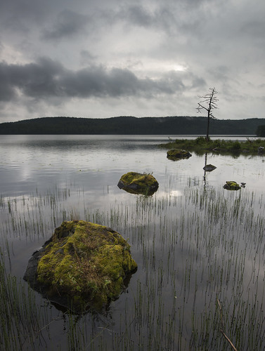 morning summer lake nature water clouds landscape early moss nikon rocks gloomy cloudy sweden outdoor stones july fx murky mossy vr lonelytree rainclouds d800 linedup värmland 1635 1635mm lakescape 2013 saxen betweenshowers starktree lonesometree davidolsson 1635vr saxå