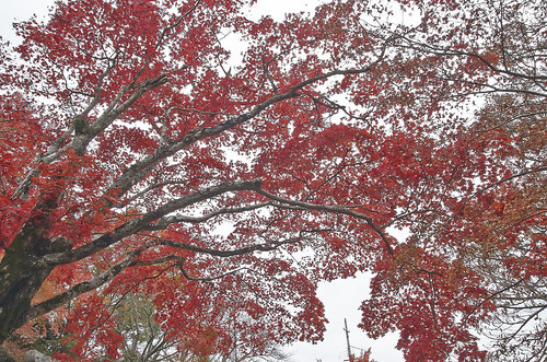 【写真】2013 紅葉 : 笠置山もみじ公園/2021-10-24/IMGP3635