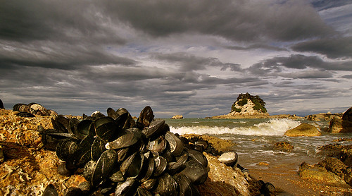 shells mussels seafood beach newzealand seashore sonydslra300 stormy sky clouds waves publicdomaindedicationcc0 freephotos