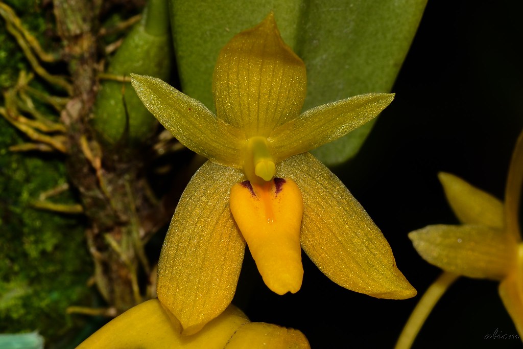 Bulbophyllum pileatum