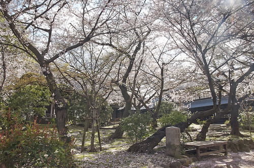 【写真】2014 桜 : 四天王寺/2021-03-19/IMGP5827